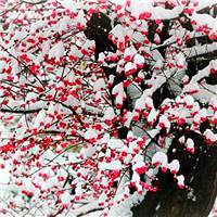 最漂亮的雪中红梅图片