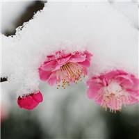 绽放在雪中的梅花图片