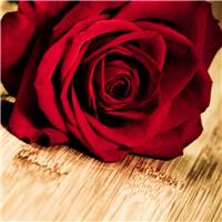《玫瑰与爱情》魅族mx4浪漫唯美手机壁纸
