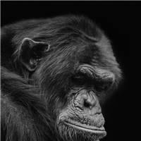 孤单,老,黑猩猩,展示,绝望,囚禁,黑白,头像,沮丧,隔绝,黑色