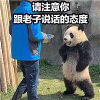 笑而不语熊猫/精选配图