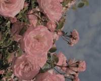 粉色花卉专题温柔的手机壁纸图片2022精选