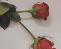唯美浪漫又好看的玫瑰花图片高清手机壁纸图片