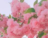 唯美微信头像图片温柔甜美的粉色花卉