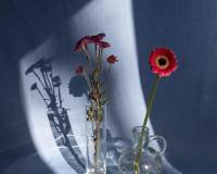 唯美艺术透明玻璃瓶与鲜花的意境图片