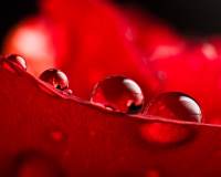 红色花瓣上晶莹剔透的露珠高清桌面壁纸