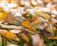 秋天伤感唯美意境-落在树下的枯叶图片