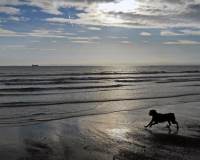 蓝天白云下在空旷的海边沙滩奔跑玩耍的小狗图片
