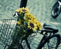 自行车车篓的向日葵唯美复古滤镜图片
