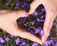紫色小花上手比爱心的唯美意境图片