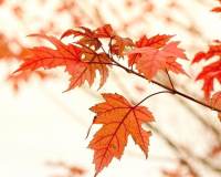 秋天的枫树叶红红火火图片