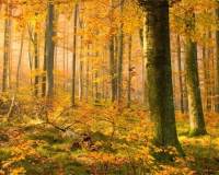 唯美好看温暖金黄色秋风落叶意境真实风景高清图片