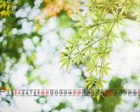小清新绿色植物唯美日历图片
