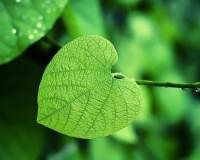 大清早的嫩叶与露珠·绿色护眼植物图片