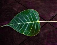 护眼绿色植物-菩提树的叶子高清图片大全