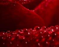 红色花瓣上的晶莹露珠微距摄影高清图片