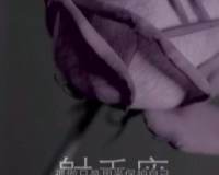一支干枯的玫瑰花·射手座文字个性伤感图片