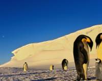 漂亮的憨厚可爱南极企鹅高清图片桌面壁纸