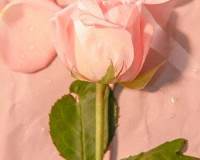 好看的粉色控玫瑰花，花开时节想见你这就是爱吧图片