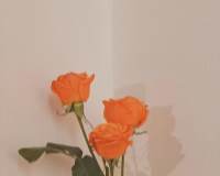 禁锢自由的美丽透明花瓶里的花唯美壁纸图片