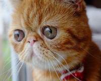 超美猫的眼神总是能杀死人可爱的让人受不了图片