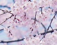 漂亮适合做头像的樱花真实，粉色樱花意境风景图片