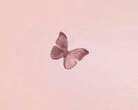 唯美蝴蝶背景简约淡雅，蝴蝶手绘意境头像图片