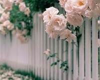 满栅栏美丽的玫瑰图片