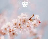 早安浪漫配图粉白色的樱花唯美高清图片