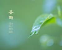 谷雨节气绿叶上悬挂的露珠唯美清新图片