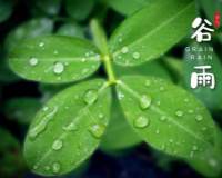 四月节气谷雨翠绿叶子上的雨滴高清图片