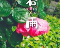 5月节气谷雨精选落满雨滴的粉色花卉图片