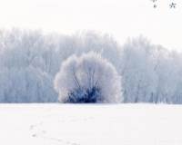 冬日白茫茫的风景大雪节气精选图片