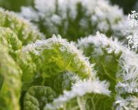 二十四节气霜降唯美植物上凝结的冰霜桌面壁纸图片