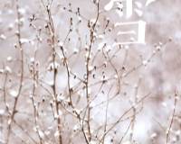 小雪天气唯美植物手机图片壁纸