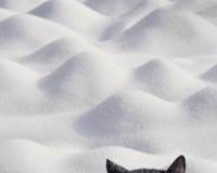 二十四节气大雪精选雪地里的黑猫图片