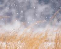 二十四节气大寒之冬日的芦苇精选图片
