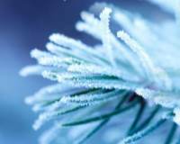 立冬高清植物风景唯美手机壁纸图片