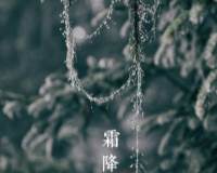 高清唯美的绿松挂银帘二十四节气霜降图片