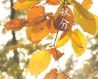 秋分超美树叶高清桌面壁纸图片大全