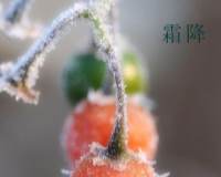 最新霜降时节的果子图片