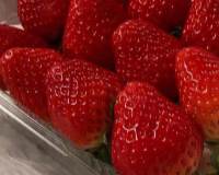 红彤彤的草莓高清手机壁纸图片