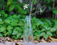透明瓶子里插着几多小花-生活中的意境图片