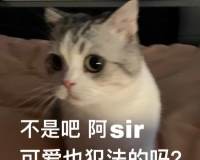 可爱猫咪文字表情包图片