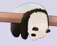 超可爱的国宝熊猫图片超萌手绘头像