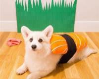 精选柯基狗狗图片 可爱寿司基图片