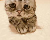 委屈巴巴好可爱的小猫头像图片一只自带悲伤buff的小猫咪