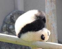 小动物图片头像调皮可爱的熊猫超萌