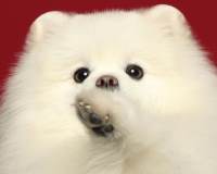 狗的图片头像背景漂亮又可爱的白色狗狗