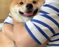 狗的图片头像背景笑容满满的柴犬好可爱